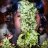 BenyHempseed