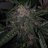 Cjgrow