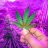 LungBlast420
