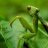 mr mantis