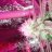 campaste420
