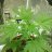 Budmaster1