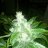 mrsvtskunk
