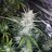 DANKGROWER