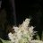 puffnstuff