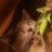 DopeKitty
