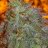 SkyHigh916