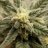 KtidyFarms