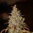 BudLord