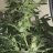 KozyGrow