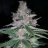 ocgreens