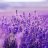 lavenderlove