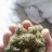 Trickiebush