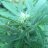 lazyfarma420