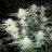KingKush.420