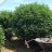 MendoGiantZ
