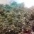 WoWGrowGroup