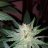 inkd420