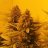 Outlawgrower