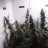 Headies