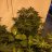 KGB Grower