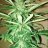 dreamteam420