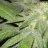 Kalikush