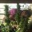 NewNormal420