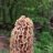 Dago.Green