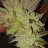 CannaFlowers