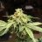 Sht2loud