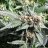 bigbud78