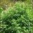 MagicMoon710