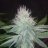 Miraclejuana