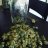 Cashcrop