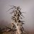 OldPine