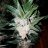 CamoGrows