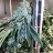 MrSmokestack