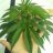 CBDfarmer
