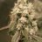 captiankush