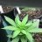 GrowNE420