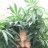 MattyGrows
