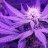 GrowGanja420