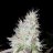 LHO.inc