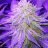 GreenD