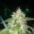 Smokey2bear