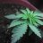 CaliLifeGrow