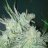 OGgenetics