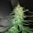 Leelandgrow4
