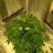 420schnam